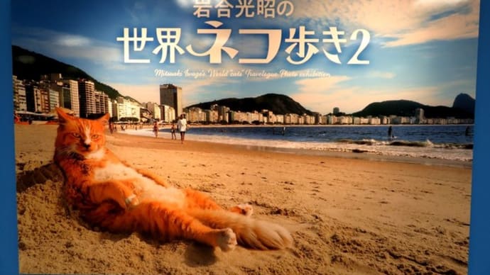 札幌・街の一コマ　：　写真展　岩合光昭の世界ネコ歩き２