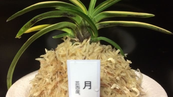 月破