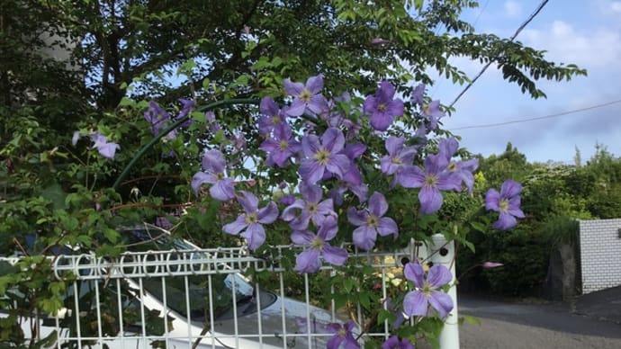 我が庭の花達