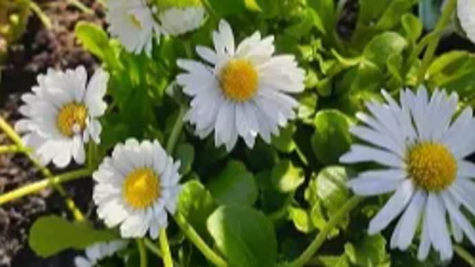 春*庭の花々と花苗の植付けと例のチューリップが凄いことになってるとですッ(;゚Д゚)