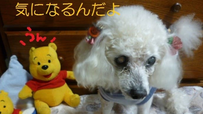 老犬ラスさんの困った事…そして台風23号 (-_-)ウーム