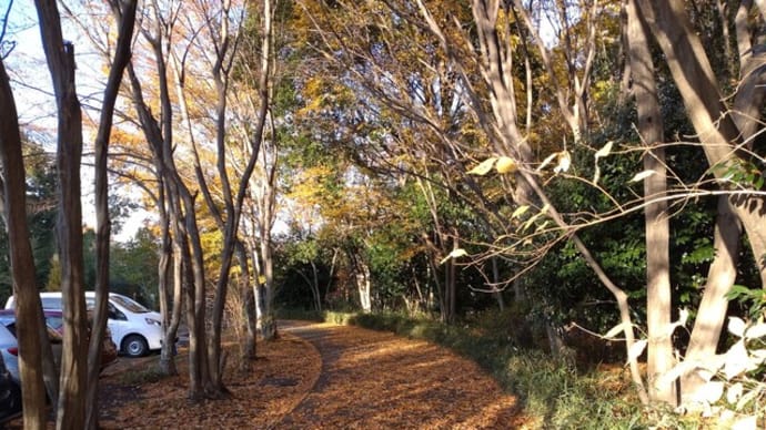 紅葉と落ち葉、散歩で季節の変わり目を楽しむ
