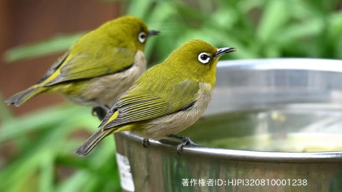 庭の野鳥