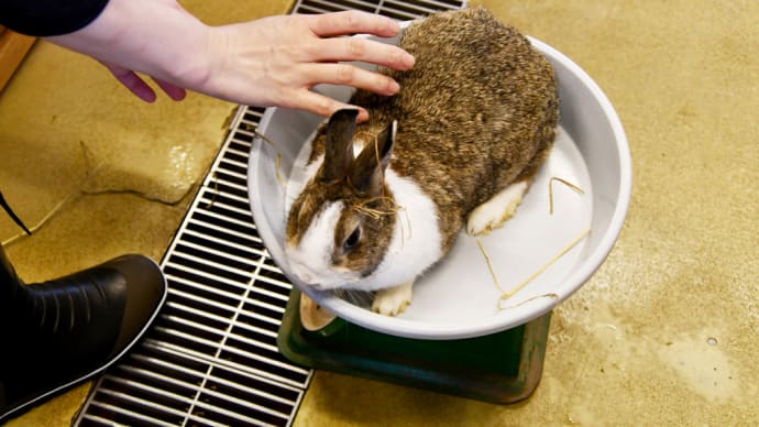 ウサギさん　体重測定中