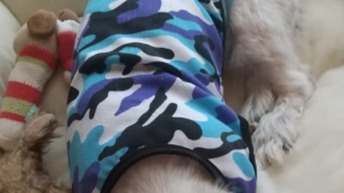 ハッシュタグ 老犬介護 Goo Blog Gooブログ ハッシュタグ 老犬介護 Goo Blog Gooブログ