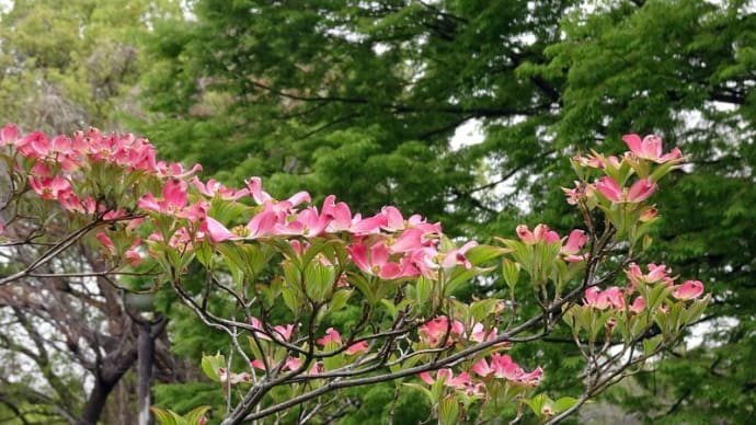 ぶらぶらフォト 公園の花たち