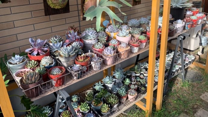 今朝のタニパト