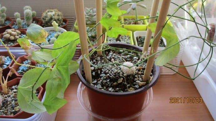 2021秋☆時計草植替え