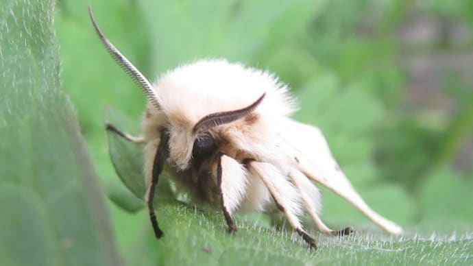 キハラゴマダラヒトリ　～モッフモフの王子様～