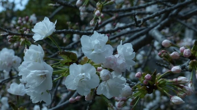 サクラ ササベザクラ(笹部桜)2025-2
