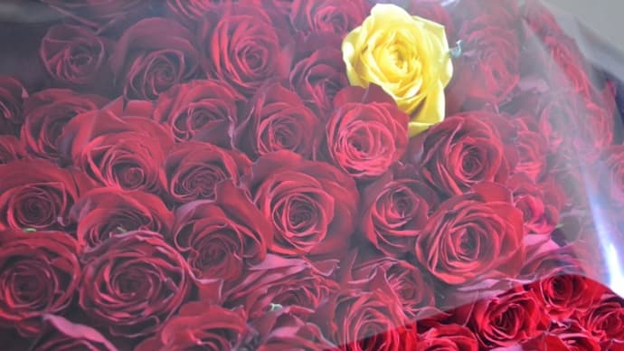 100本の赤バラと１本の黄バラ