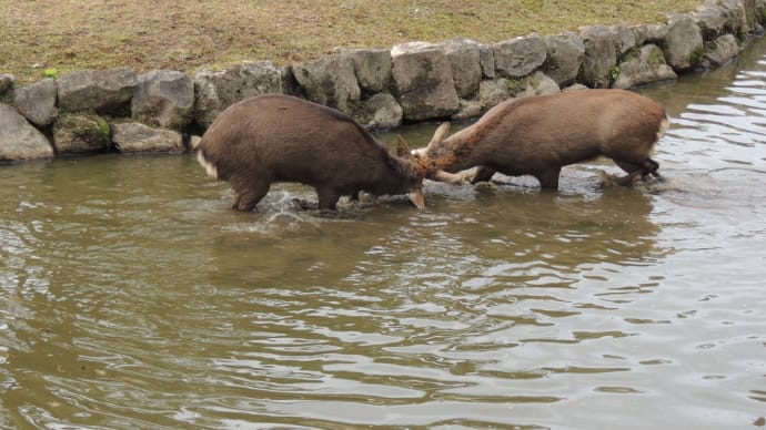 奈良博本館前の池にて
