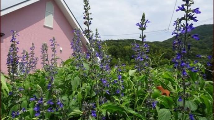 お盆に百日草を植える