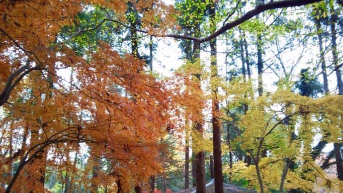 泉の森公園のモミジの紅葉2020/12/11