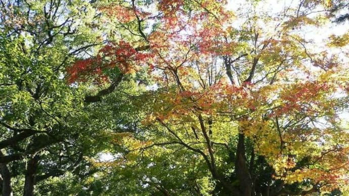 京都:京都御苑の紅葉は?