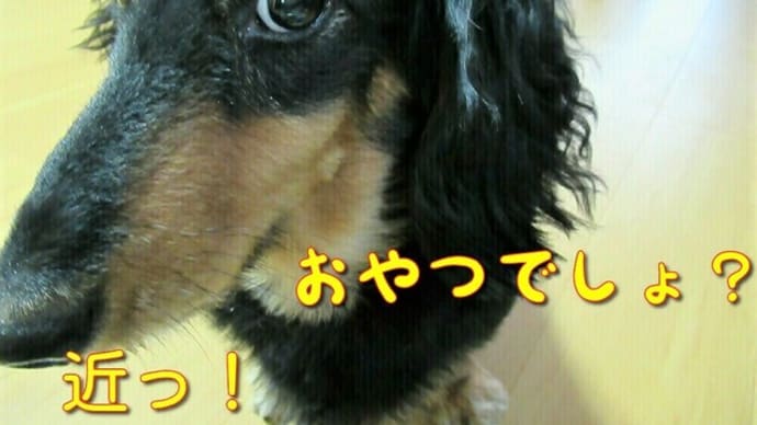 身近な誤飲!!ティッシュペーパーを好む理由