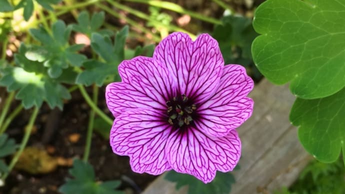 今日のバラと初夏の花