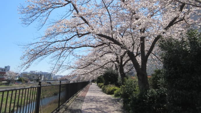 柏尾川沿いの桜