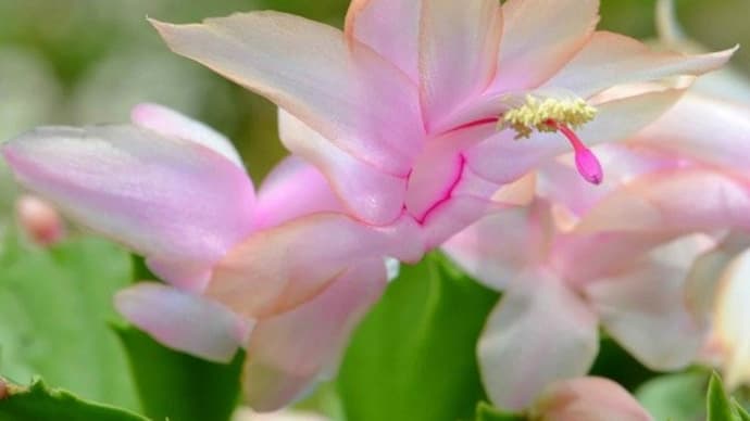 鉢植えのシャコバサボテン(5) 「ムーンライト」