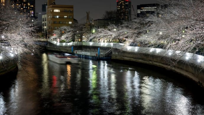 大横川の桜のライトアップ