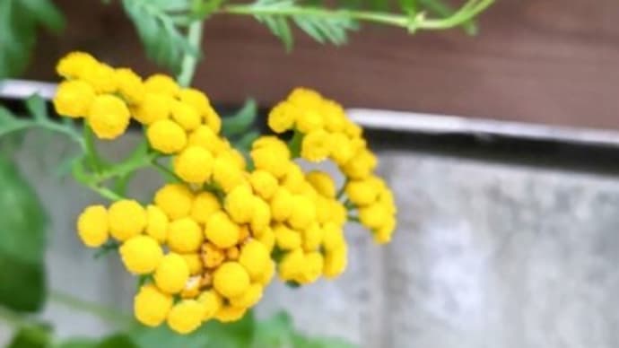 朝から妻と一緒にご挨拶。ご支援頂いた皆さんから「#あきの公造 議員にコロナ対策!期待してるよ!」の声をいただく。