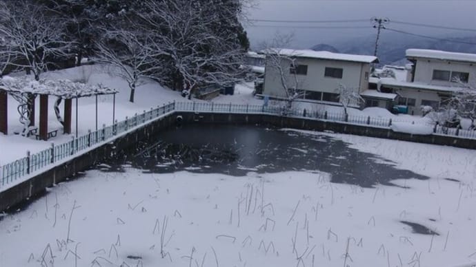 連日の寒波 まだ、カルガモは1羽も来ない #誕生日