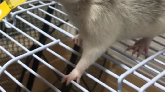 ちゅーるちゅーる♪