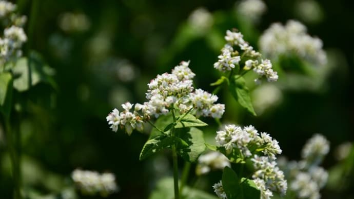 蕎麦の花