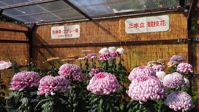 大船フラワーセンターの菊花