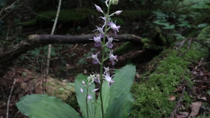 涼と花を求めて菊池渓谷へ