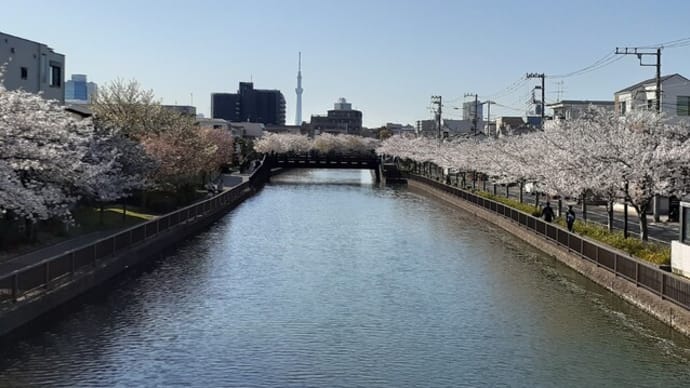「新川」の桜が満開