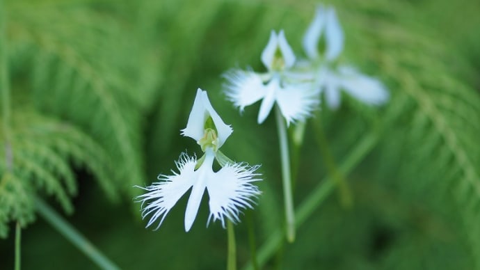 純白の花 サギソウ