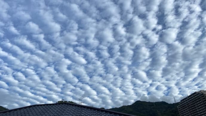 朝は秋を感じます