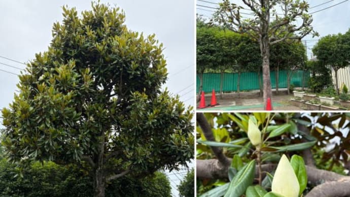 タイサンボクの剪定作業 〜花の季節にそっと手を入れる〜