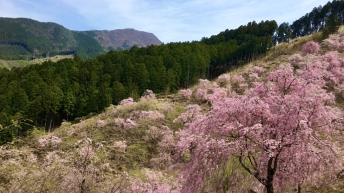 高見の郷 枝垂れ桜