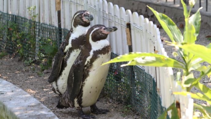 なつかしのペンギン風景 京都市動物園1