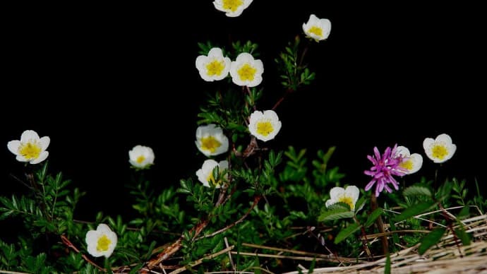 植物図鑑-79 チングルマ