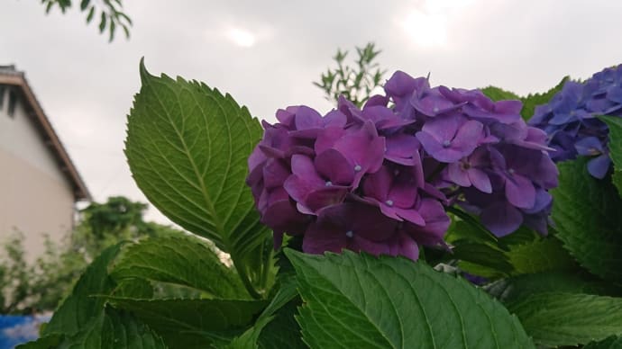 みかん山の草切り