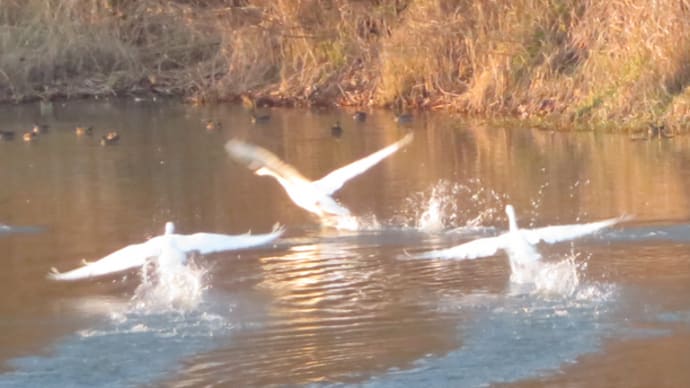 十勝川で白鳥の仁義なき戦いを見た🦢十勝ライフ