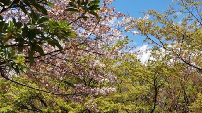終りかけの桜を見に航空公園