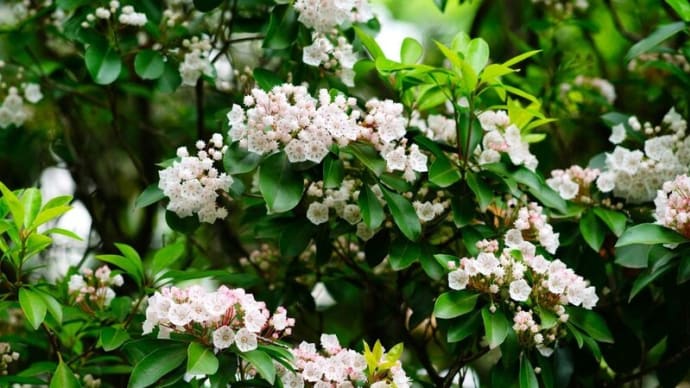 ユリノキとカルミアの花(板橋区立赤塚植物園 2025.5.11 撮影)