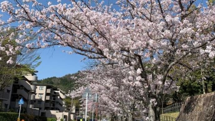 最高の京さんぽ日和♪