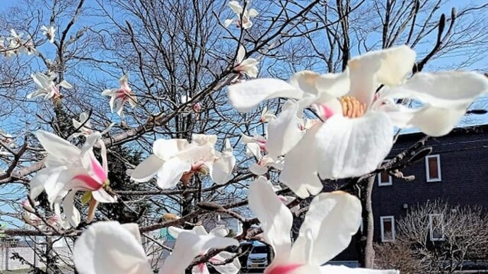 こぶし ~2022年4月~