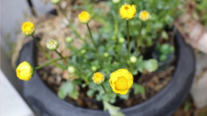 芽の力と固まる土と友達の言葉＊感謝でいっぱい