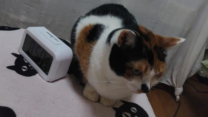 クルクル。