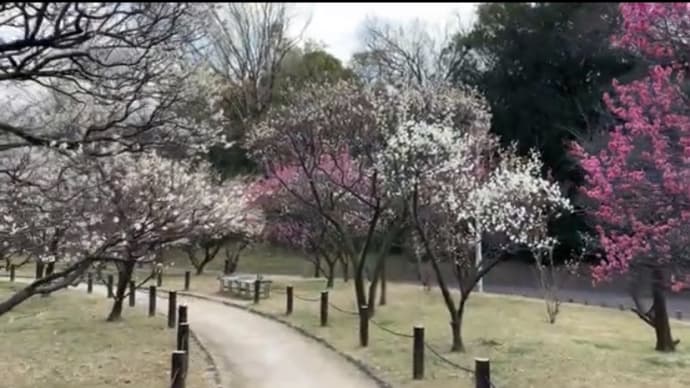 荒山公園梅林 2020年2月10日撮影