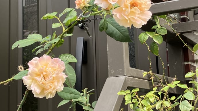 秋薔薇がボチボチ