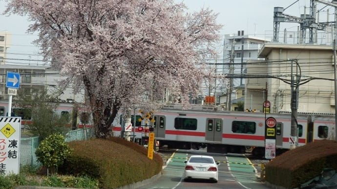 踏切の桜はすでに満開に／そっちは見ずに電車に夢中（踏切・熊野神社他）