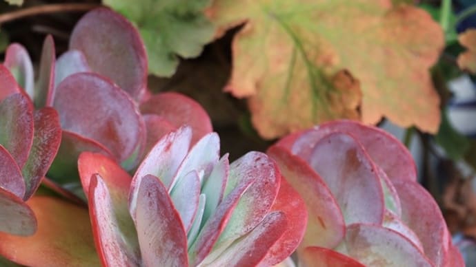 多肉植物の素敵な紅葉♪・・・「デザートローズ」&「ミセバヤ」