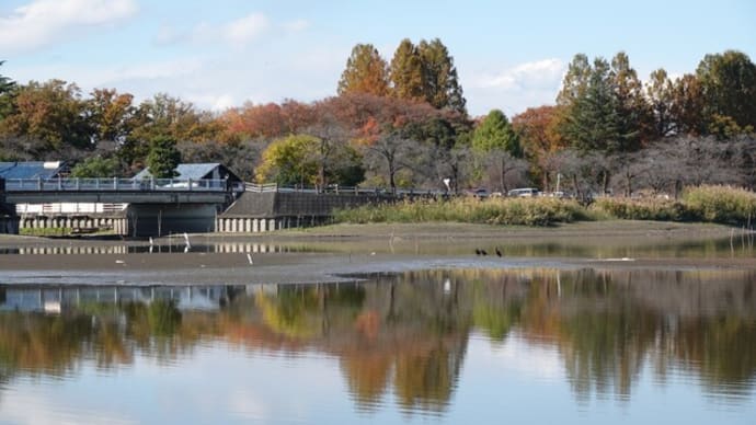 I沼の鳥達